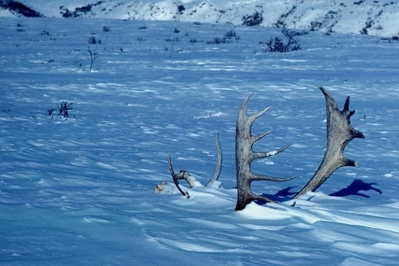 caribou, antlers, winter, scene