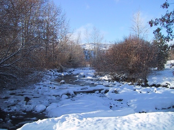 Creek, dækket, is, sne, vinter
