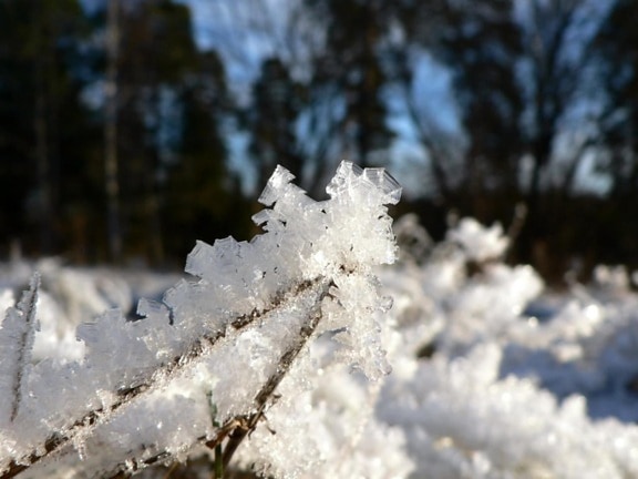 frost, landscape