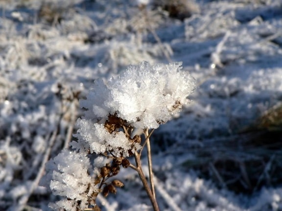 Frost, természet, táj
