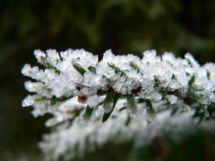 frost, branch