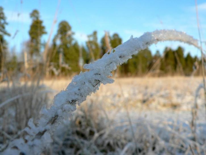 Frost, kasvi