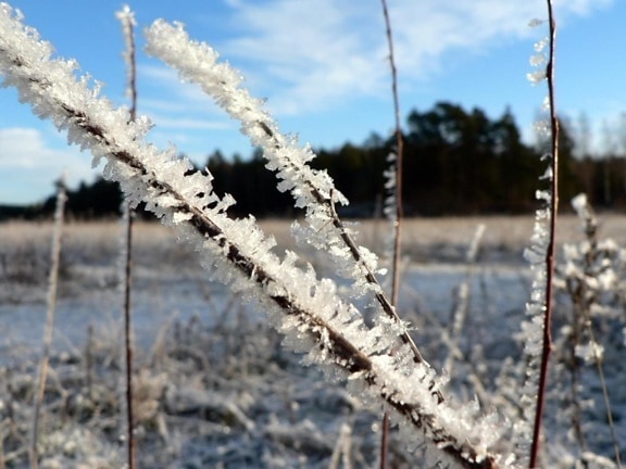 Frost, planter