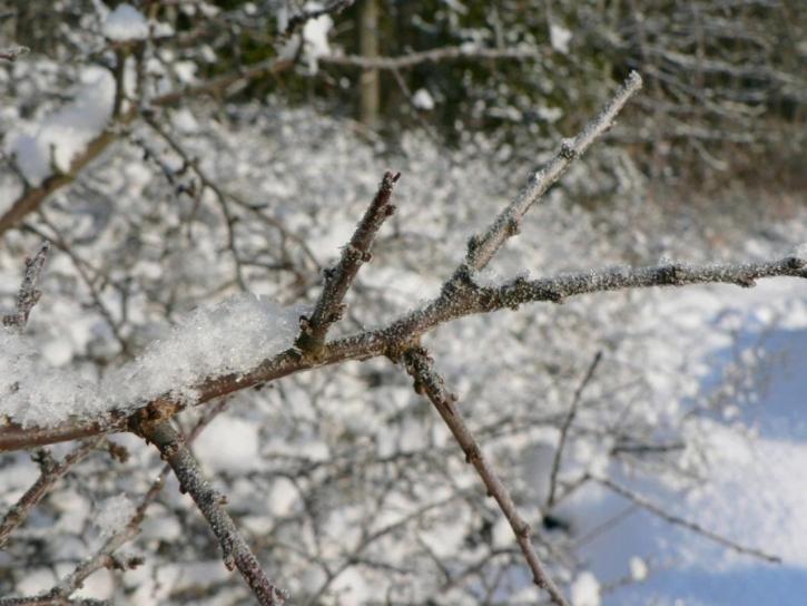 frost, tree, twig