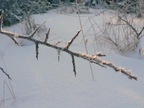 frostbitten, ramoscello