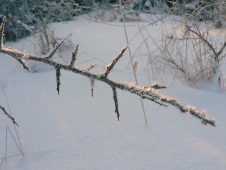 frostbitten, twig