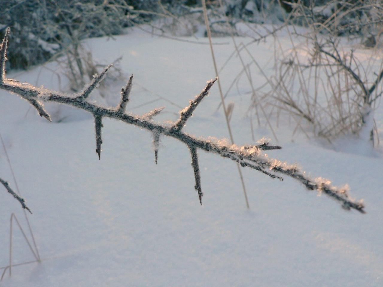 frostbitten-twig.jpg