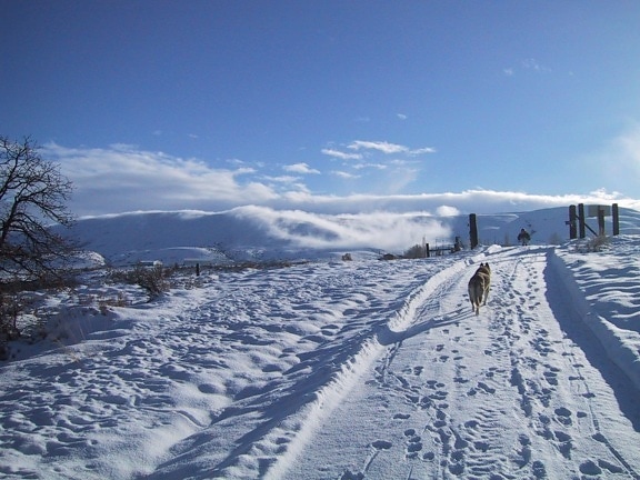 lone, dog, walks, snow, covered, road