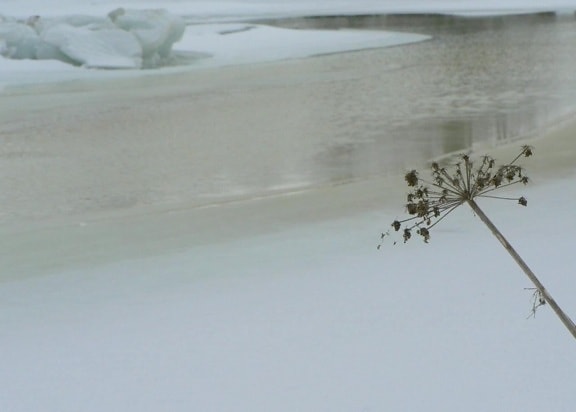 melting ice, water surface, frozen lakeside