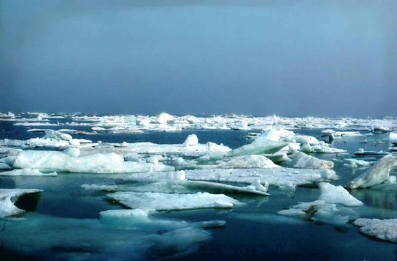 morze, lód, arktyczny, schronienia, przybrzeżne, zwykły