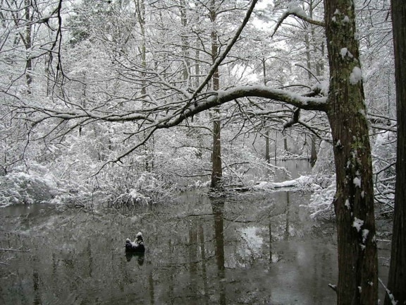 сняг, покритие, дървета, вода