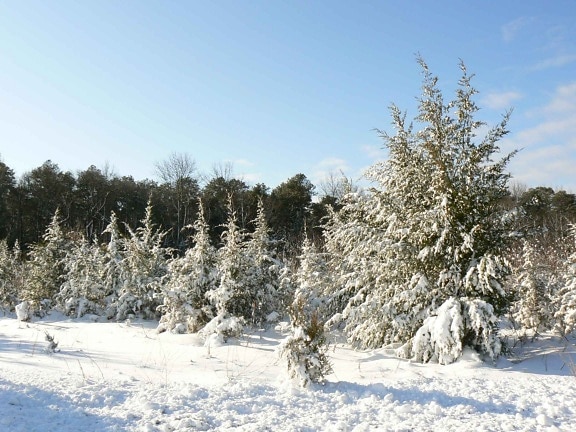 snijeg, pokriven, borova, stabla, krajolik