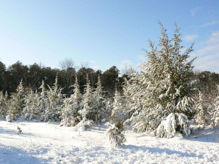 snö, omfattas, tall, träd, landskap