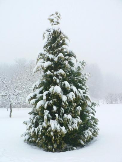 snö, cypress, träd