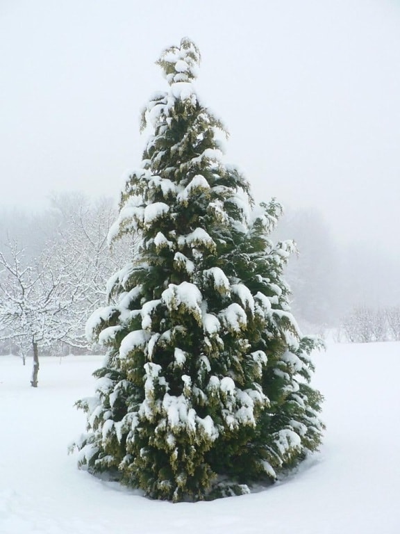 снег, кипарис, дерево