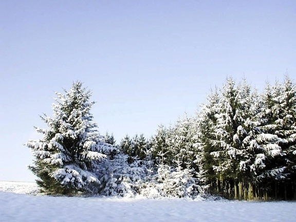 abeto, árboles, cubierto, nieve, tiempo de invierno