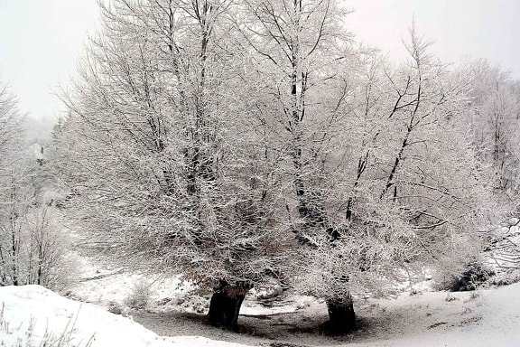 träd, vinter, landskap