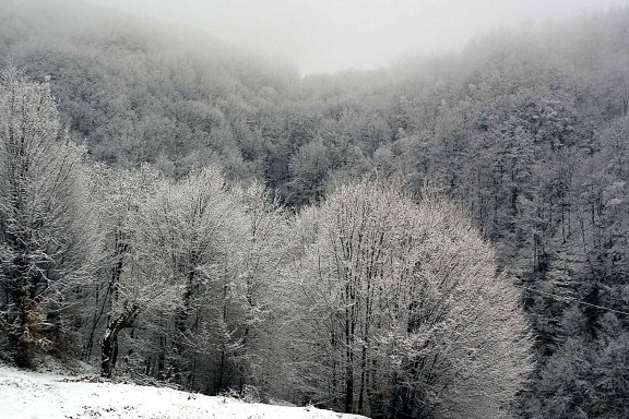 copaci, timp de iarna, peisaj, natura