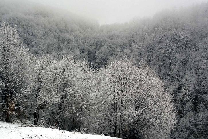 arbres, hiver, paysage, nature