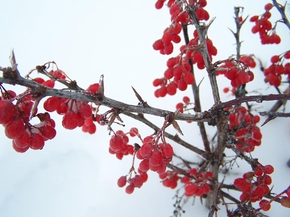winter, red, berries, snow, ice, frost
