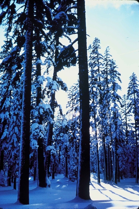 winter, forest, mount, Shasta