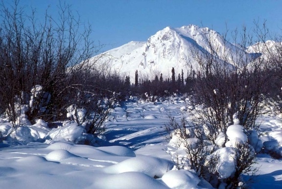 talvi, luonnonkaunis, Arctic, suojapaikka, erämaa, puut, lumi