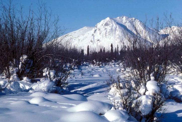 winter, scenic, Arctic, wilderness, refuge, snow, trees