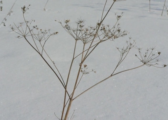 withered, plant, winter