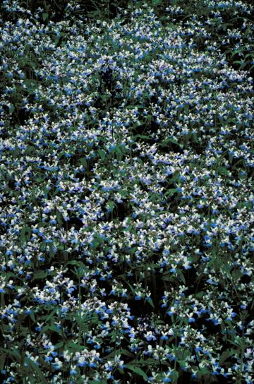 синий, голубоглазых, Мэри, цветы