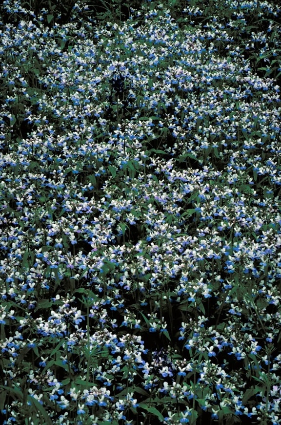 kék, szemű, Mária, virágok