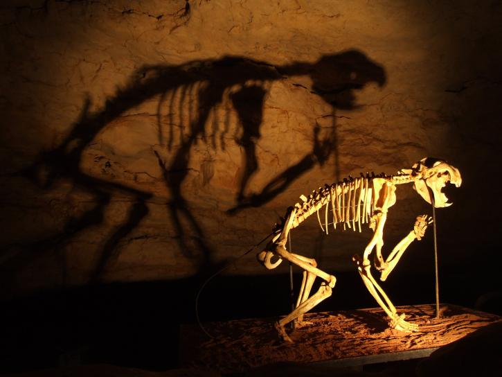 洞窟、恐竜の骨格