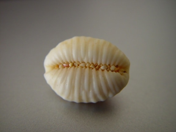 sea, shell