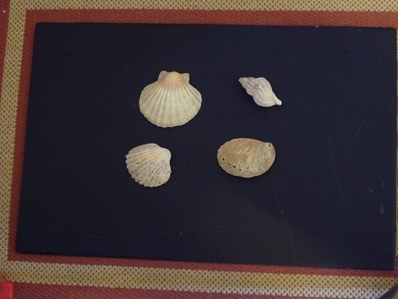 shells, object