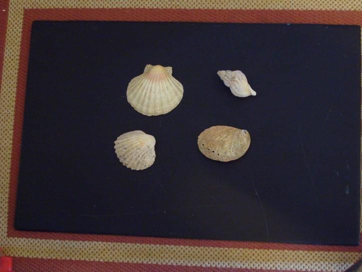 coquilles, objet