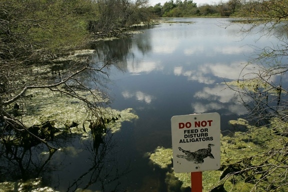 alligator, warning, sign