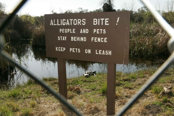 alligatorer, bita, sign