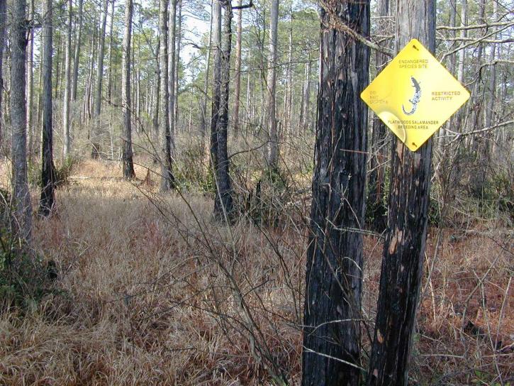 Free picture: sign, forest