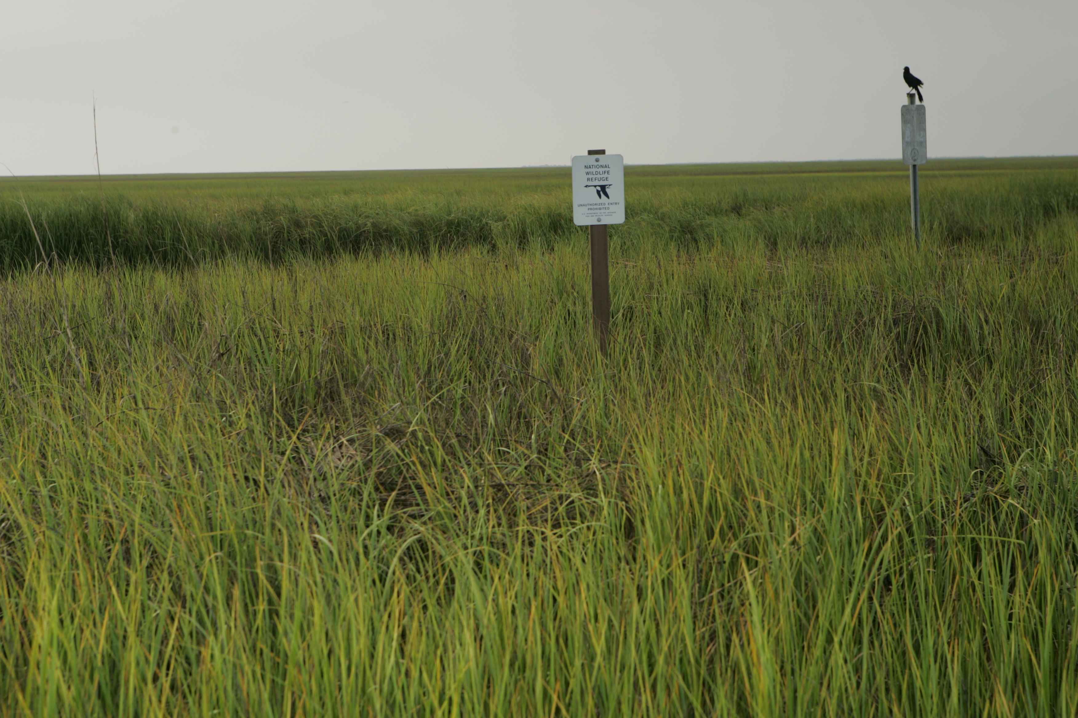 Знак высокая трава. Знак деревни травы. В Америке трава зеленее.