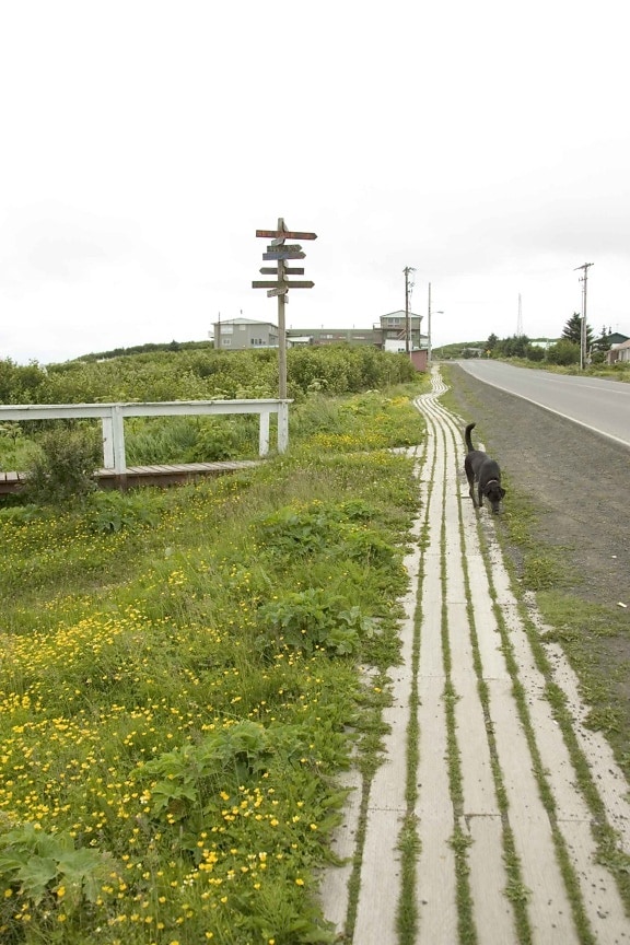 tábla, crossroads, a dog road