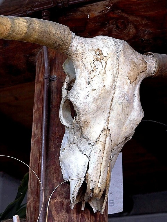 czaszki, kości, rogi, krowy