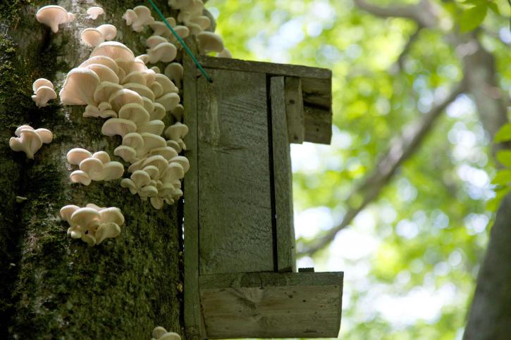 squirrel, nest, box, hanging, tree