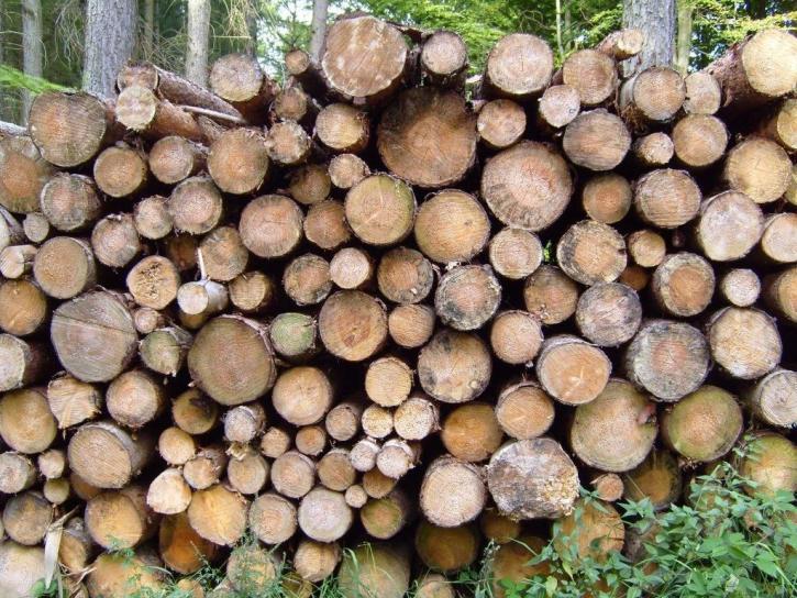 træ, disk, cutted, logs