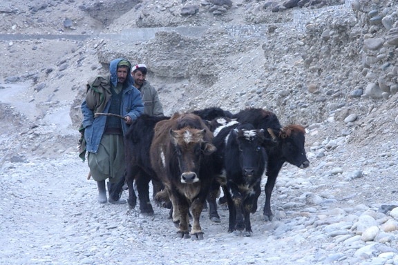 Afganistán, los hombres, el ganado, viaje, camino
