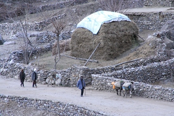 アフガニスタン、男性、ロバ、運ぶ、商品、用品、田舎