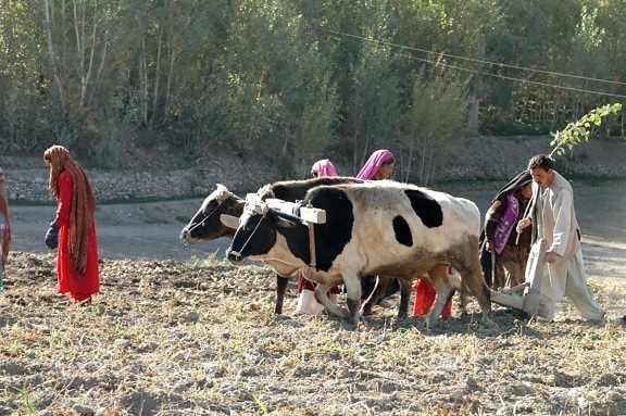 Афганістан, картоплі, сільське господарство, жінка, людина, тварин, поля