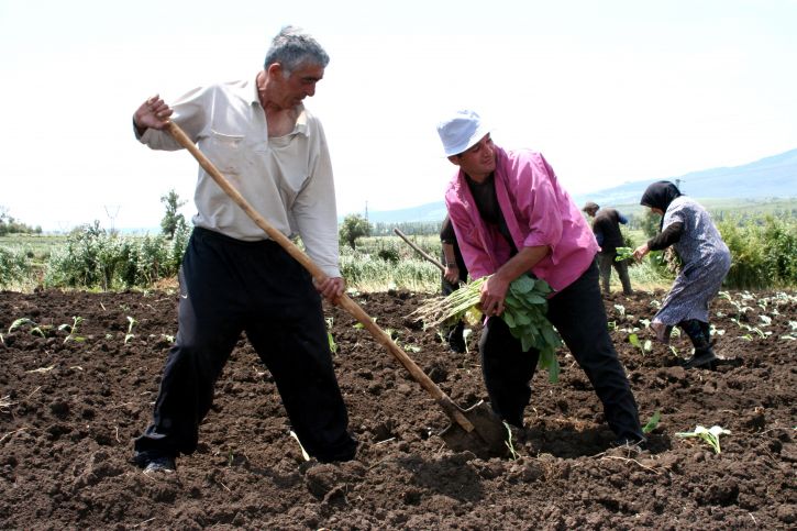 zemědělské, programy, Gruzie, pomáhat, zlepšení, zemědělci, plodin, produkce