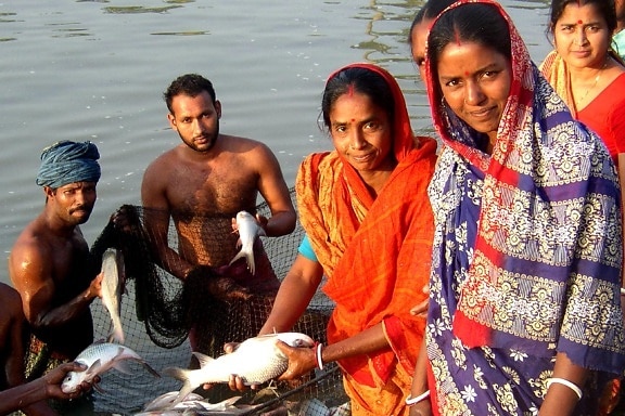 방글라데시, 여성, 물고기, 연못, 프로젝트