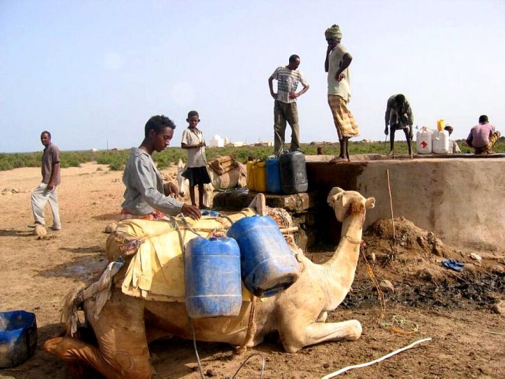 camel, kneels, front, well, contaminated, animal, waste, Ebremi