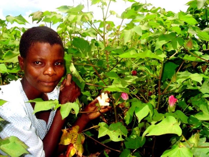 10, grade, student, bomull, bonde, visar, bomull, Kachenga, Malawi