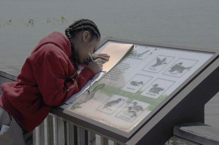 child, trying, hand, drawing, birds